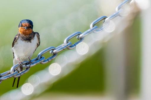 Swallow perched on a chain, copy space, JPG