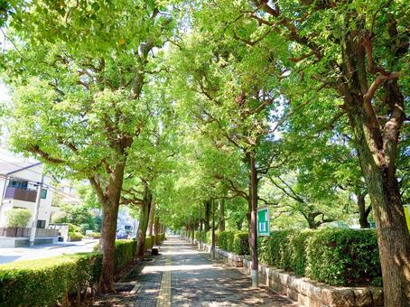 木陰が涼しい街路樹 木陰が涼しい街路樹 木陰,涼しい,街路樹の写真素材