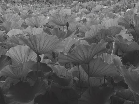 蓮 [白黒/淡]版 縦横4:3 白黒,モノクロ,グレースケールの写真素材