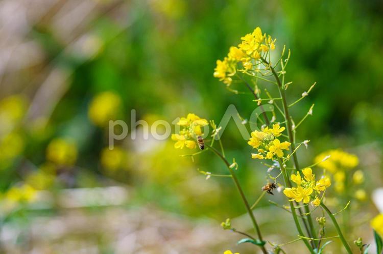 春の到来をつげる土手沿いに咲く菜の花 菜の花,草花,黄色い花の写真素材