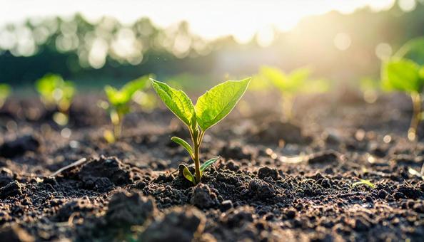 土から目を出す新芽の写真