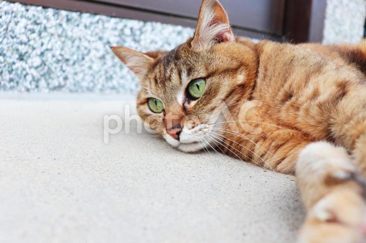 玄関先の猫 猫,ねこ,ネコの写真素材