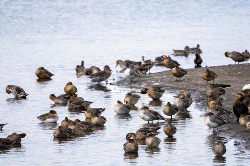 オナガガモの群れ⑷の写真