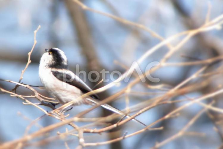 冬のエナガ 鳥,小鳥,野鳥の写真素材