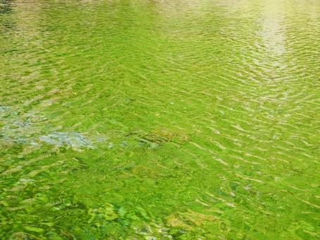 緑に輝く水面の揺らぎ/自然を感じる素材 緑に輝く水面の揺らぎ/自然を感じる素材 池,さざ波,水草の写真素材