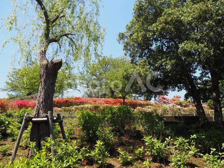 春のなぎさ公園・ツツジ＆新緑（江戸川区） 春,ツツジ,花の写真素材