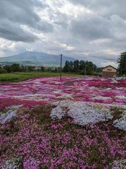 北海道ニセコの芝桜 芝桜,桜,ニセコの写真素材