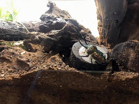 虹色クワガタ 虹色クワガタの写真