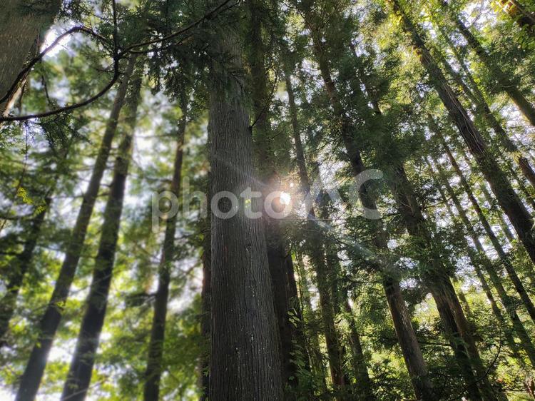 木漏れ日 木漏れ日,木々,秋の写真素材