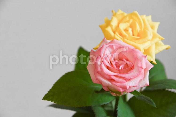 ピンクと黄色の濡れた薔薇 バラ,薔薇,ピンクの写真素材