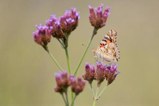 Photo, shark's beard, butterfly, タ テ チ チ チ ウ branch, 