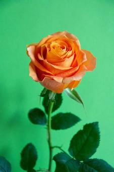 Photo, rose of orange, roses, flower, 