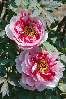ボタンの花 ボタンの花の写真
