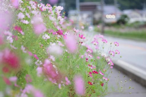 道路脇に咲くコスモス 道路脇に咲くコスモス 長野県,佐久市,コスモス街道の写真素材