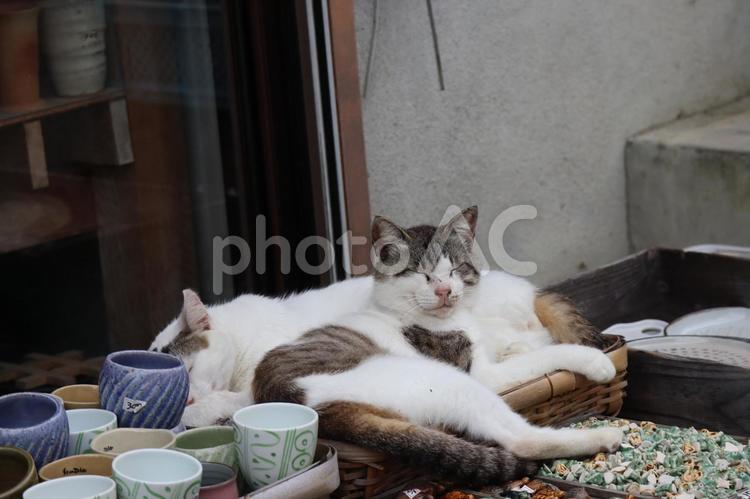 かごの中で昼寝する2匹の猫 かご,中,昼寝の写真素材