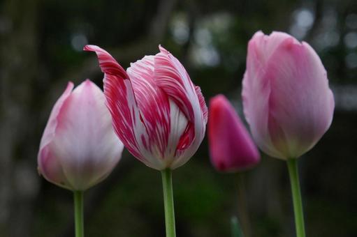 Tulips, JPG