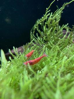 レッドシュリンプ レッドシュリンプ エビ,赤い,アクアリウムの写真素材