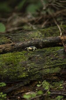 苔むした倒木にいたサワガニ サワガニ,夏,山の写真素材
