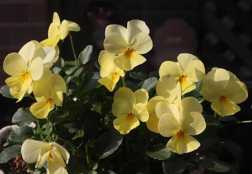 ブラッチェ ビオラ,花,flowerの写真素材
