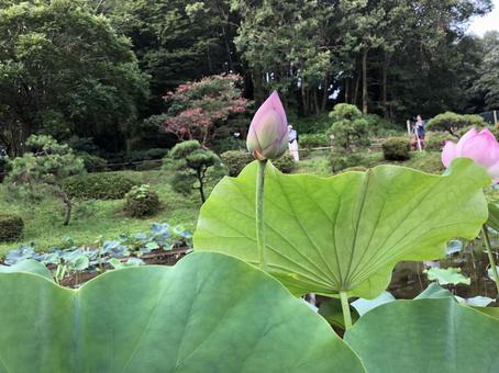 小田原 小田原,小田原城址公園,蓮の写真素材