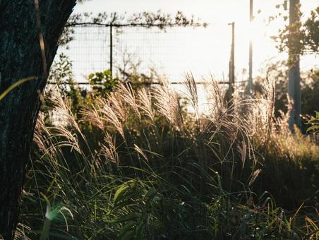 秋 ススキ,秋,十五夜の写真素材