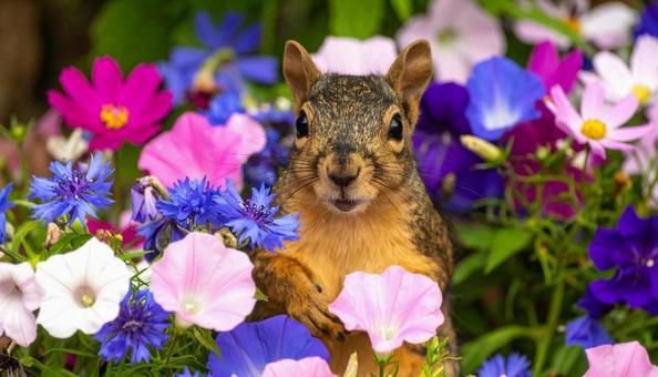 花咲く風景と小さな命 花咲く風景と小さな命の写真