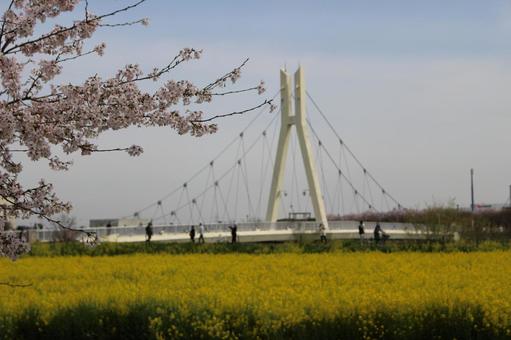 菜の花畑と橋 菜の花畑と橋の写真