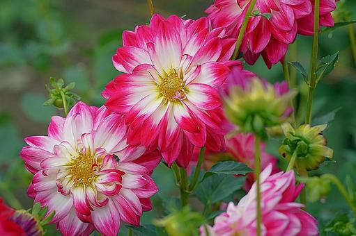 宝塚ダリア園　秋　ダリア38　花峠 宝塚市,宝塚ダリア園,ダリアの写真素材