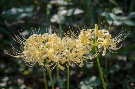 陽に照らされる白い曼珠沙華 陽に照らされる白い曼珠沙華の写真