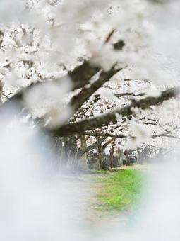 桜 桜の写真