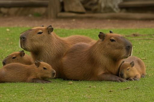 カピバラの家族が芝生の上で寄り添う姿 カピバラの家族が芝生の上で寄り添う姿の写真