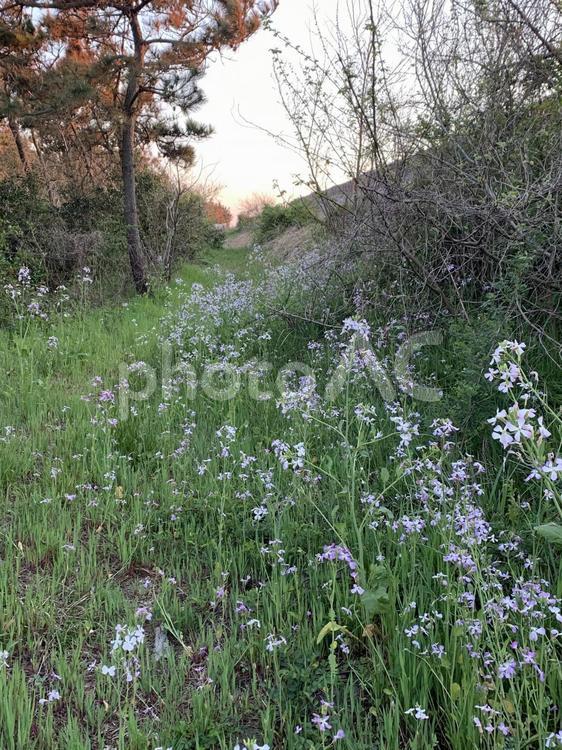 夕暮れの花の道 夕暮れ,花,野の花の写真素材