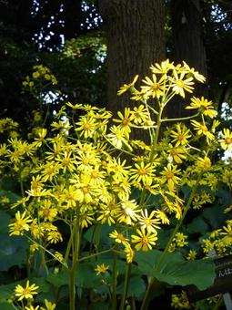 郊外の草地に群生する黄色いツワブキ ツワブキ,花,植物の写真素材