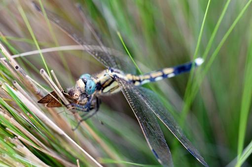 獲物を捕らえたアオイトトンボの接写 トンボ,アオイトトンボ,昆虫の写真素材