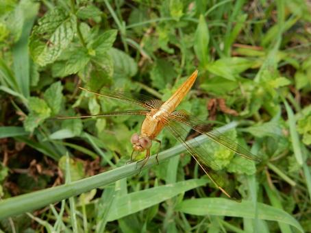 【昆虫写真】ショウジョウトンボ♀ 【昆虫写真】ショウジョウトンボ♀の写真