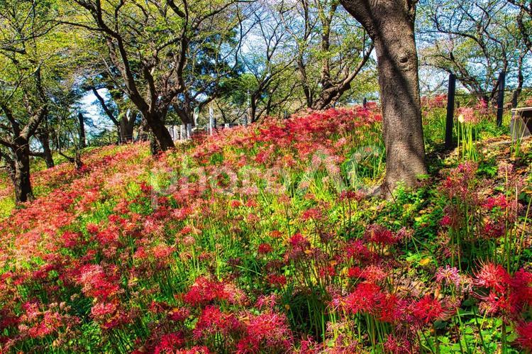 権現堂公園（彼岸花）幸手 権現堂,権現堂公園,幸手の写真素材