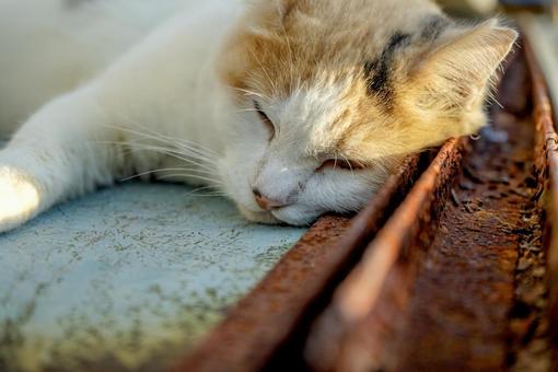 お昼寝するねこ お昼寝するねこの写真