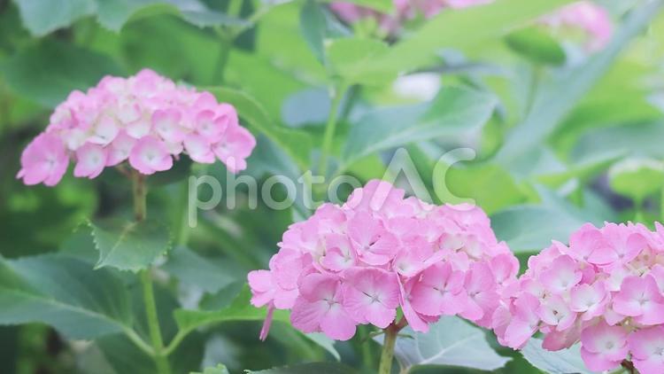 梅雨入りのピンクのアジサイの花 紫陽花,アジサイ,あじさいの写真素材
