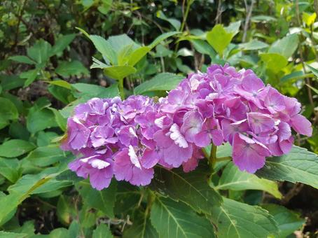 紫のアジサイ01 紫陽花,アジサイ,花の写真素材