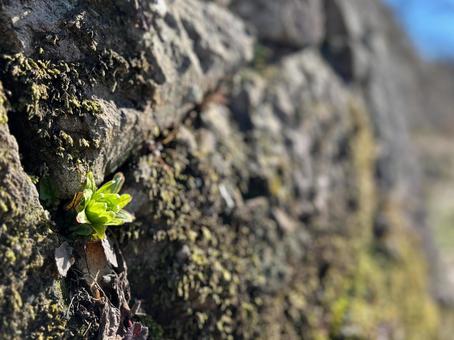 石垣のふきのとう 石垣のふきのとう ふきのとう,石垣,城趾の写真素材