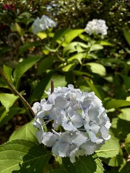 梅雨の晴れ間の紫陽花 梅雨の晴れ間の紫陽花の写真