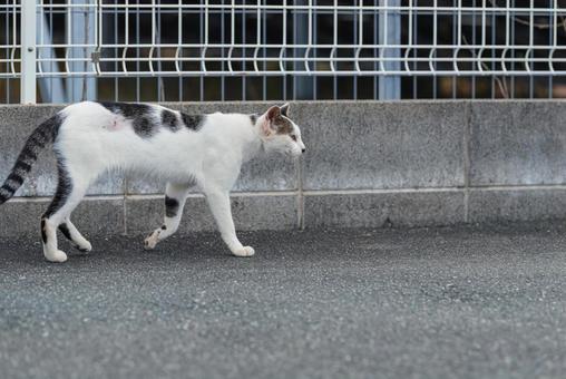 一点を見つめて歩く牛柄猫 牛柄猫,cawcat,ハチワレ猫の写真素材