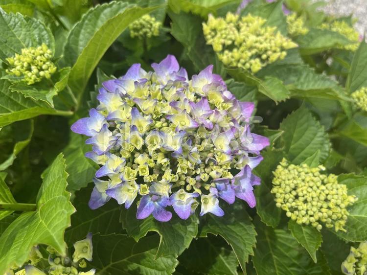 青紫のアジサイの花 アジサイ,花,紫陽花の写真素材