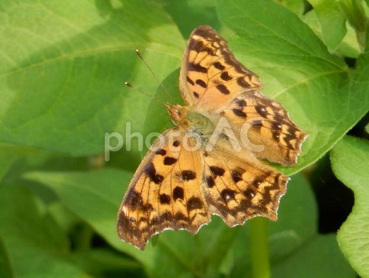 【昆虫写真】キタテハ（黄立翅） キタテハ,黄立翅,タテハの写真素材