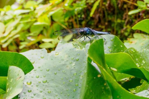 シオカラトンボ(66) シオカラトンボ(66)の写真