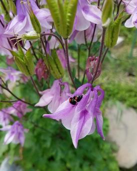 オダマキとてんとう虫 オダマキとてんとう虫の写真