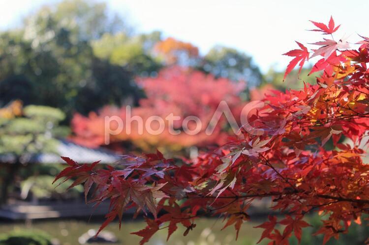 日本庭園と紅葉 11月,あざやか,かえでの写真素材