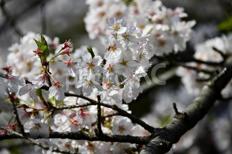 桜　花びら　花見　春　新生活　素材　背景 桜,花びら,花見の写真素材