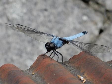 Photo, coconut shell, large salted dragonfly, dragonfly, 