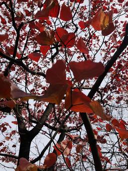 真っ赤だな 紅葉,公園,赤の写真素材